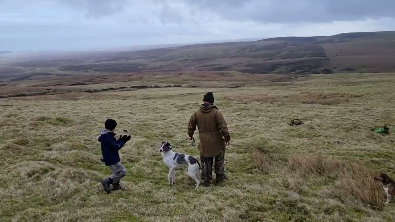 out bolting rabbits for the dogs . Both saluki greyhound crosses . sandy dog is just a pup