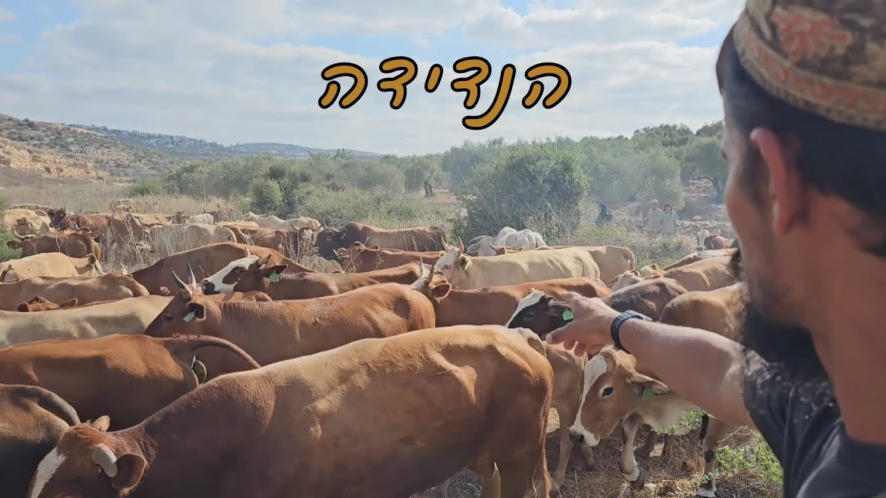 הנדידה 
