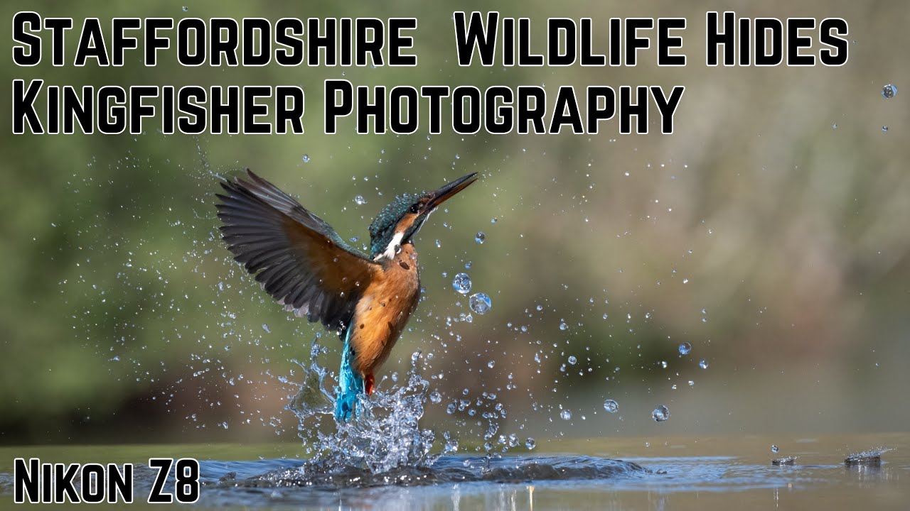 Staffordshire Wildlife Hides | A Day with Kingfishers - Wildlife Photography Heaven
