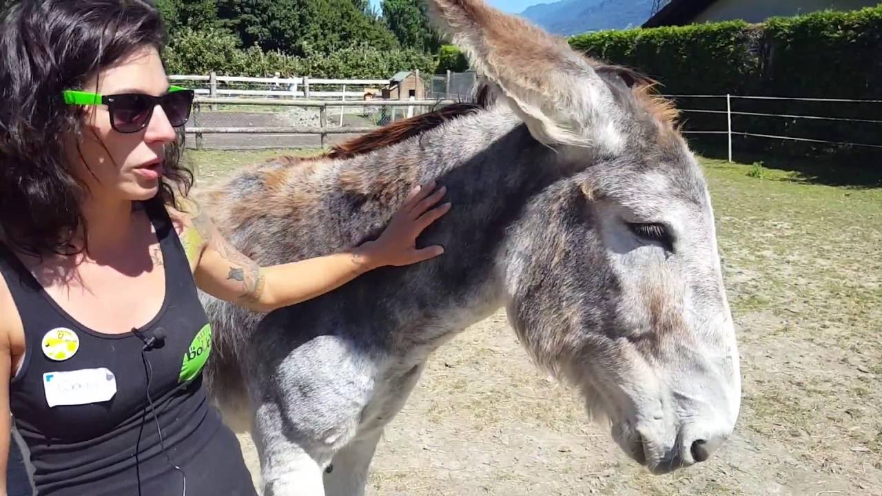 Un refuge pour sauver des animaux destinés à l’abattoir