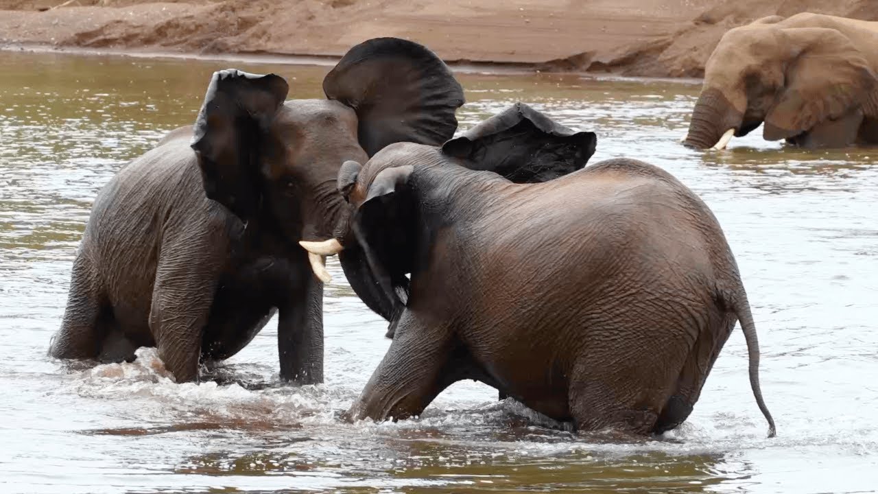 Are These Elephants Playing or Fighting?