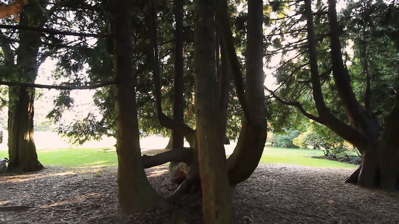 TreeRunner