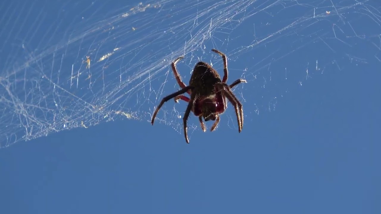 Garden Orb-weaver spider.
