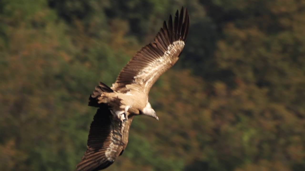 La montagna in fondo al lago - reportage sulla Riserva naturale del Lago di Cornino