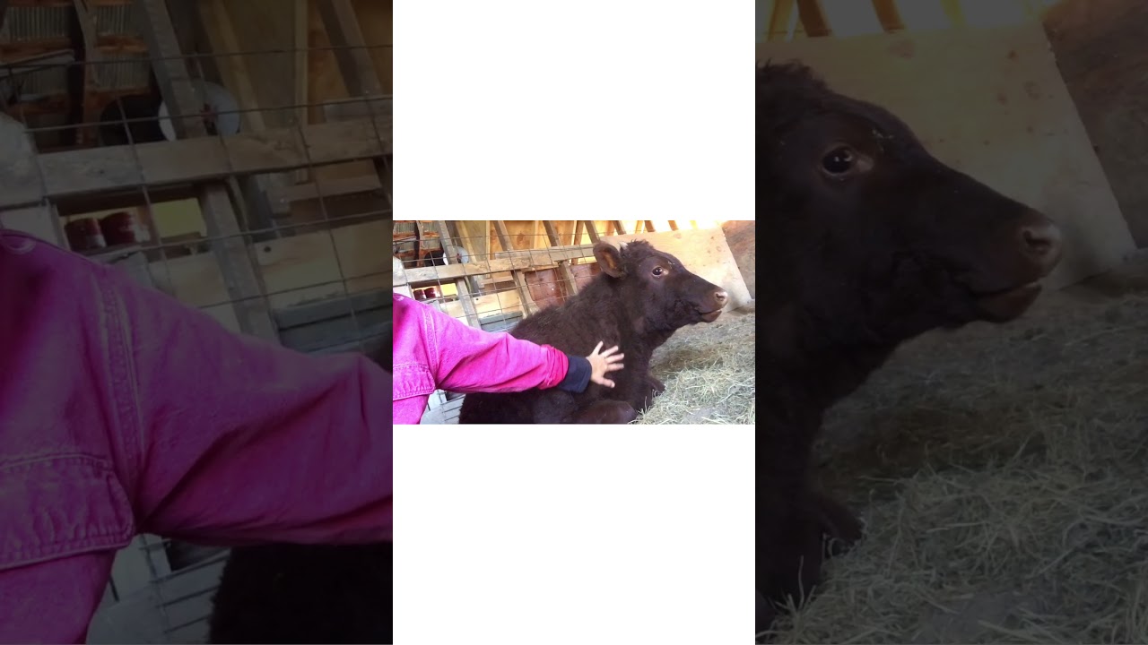 First week: pre-oxen training