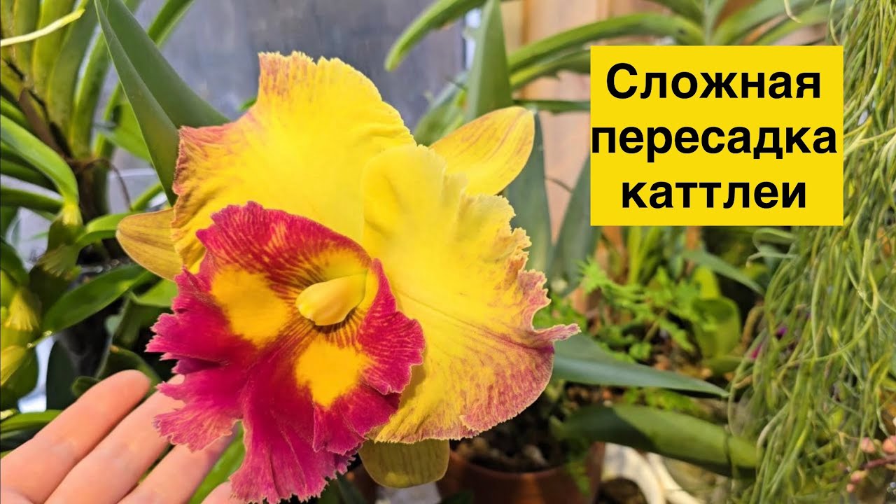 Спасаем Rlc. Chomthong Fancy из ГЛИНЯНОГО горшка! 😈🥲🌸