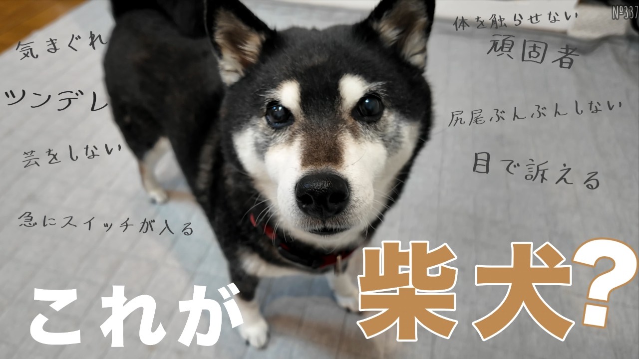 【これが現実】 柴犬ってこんな犬です！（№337）
