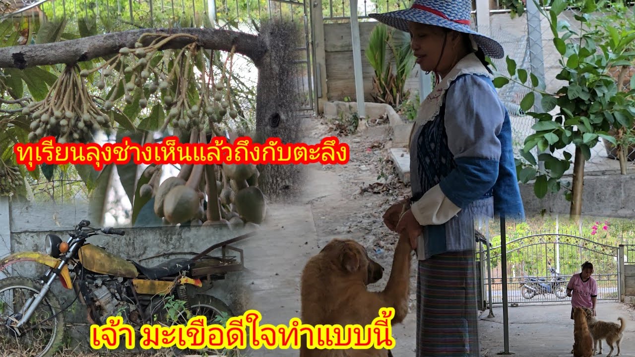 ทุเรียนลุงช่าง ออกดอกออกผลแล้ว