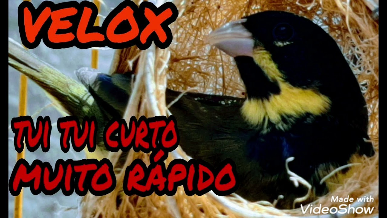 [[ MUITO RÁPIDO ]]  TUI TUI CURTO  1 E 2 NOTAS TUI TUI VELOX  PARA TORNEIO DE COLEIROS