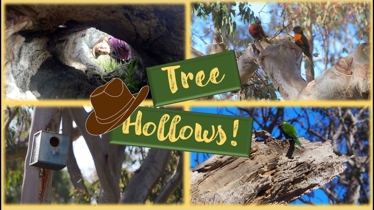 Tree hollows!