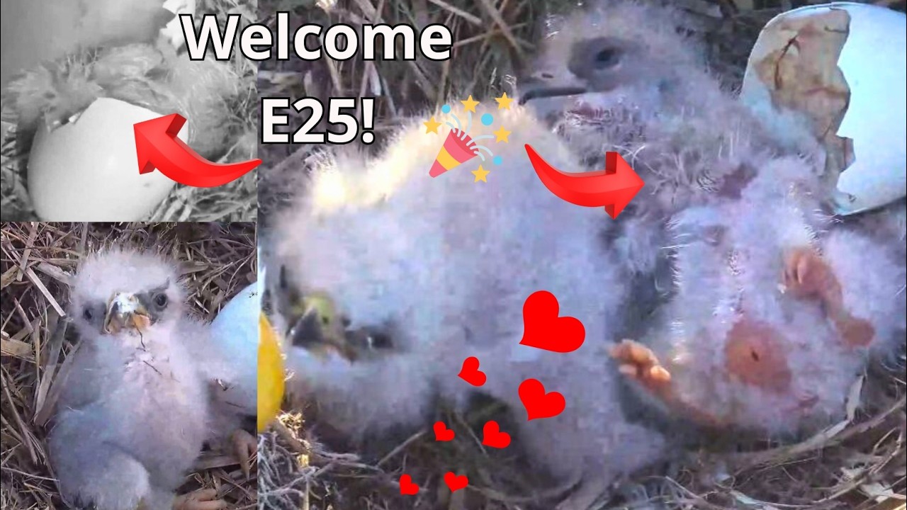 SWFL Bald Eagles: Welcome E25! 🎉Amazing Hatching, First Moments & Close-ups of E24& E25! ❤️
