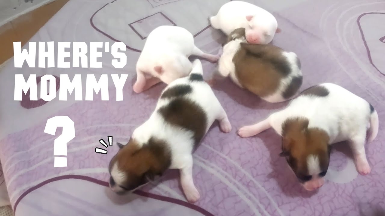 Sounds Puppies cry for mom ~ 3 Days Old Puppies | Newborn puppy sounds