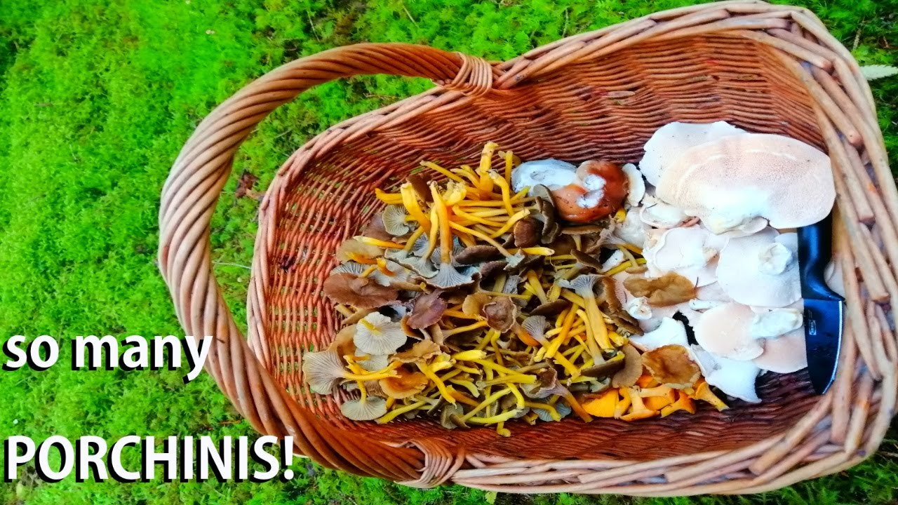 Mushroom Hunting different Species! Porcinis for Days! Norway 2021