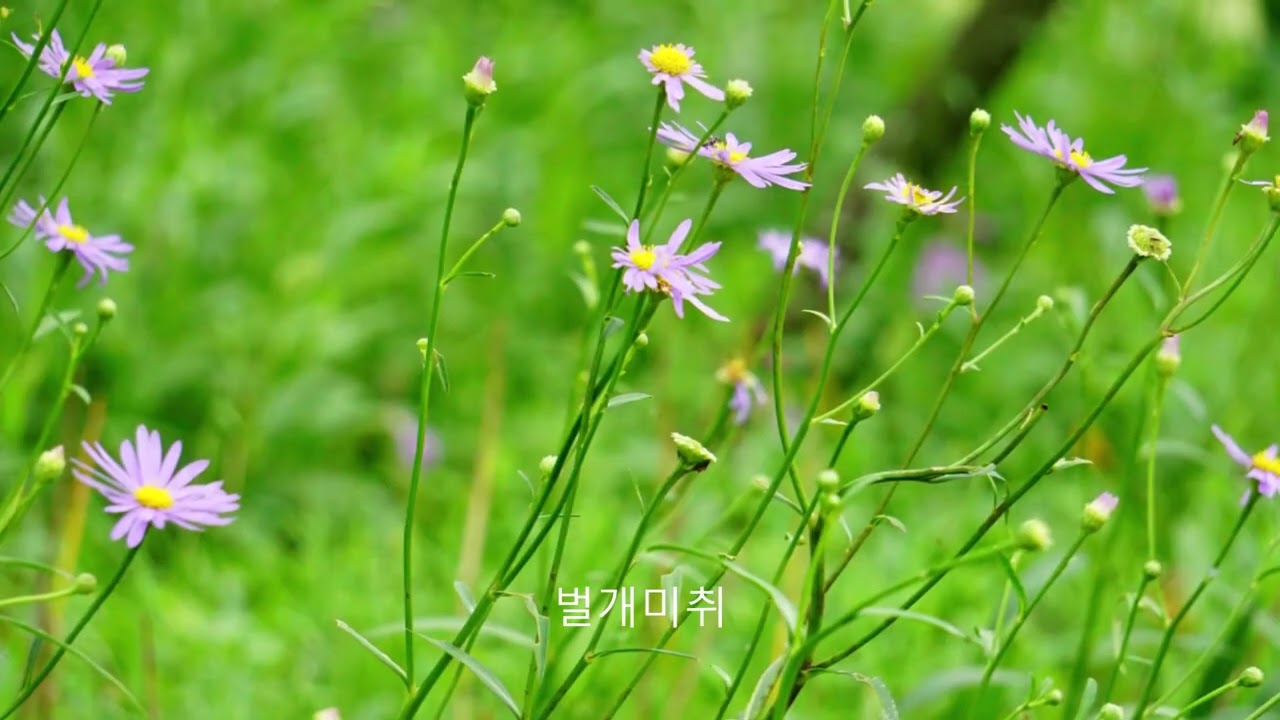 download 1 초막골생태공원 여름꽃