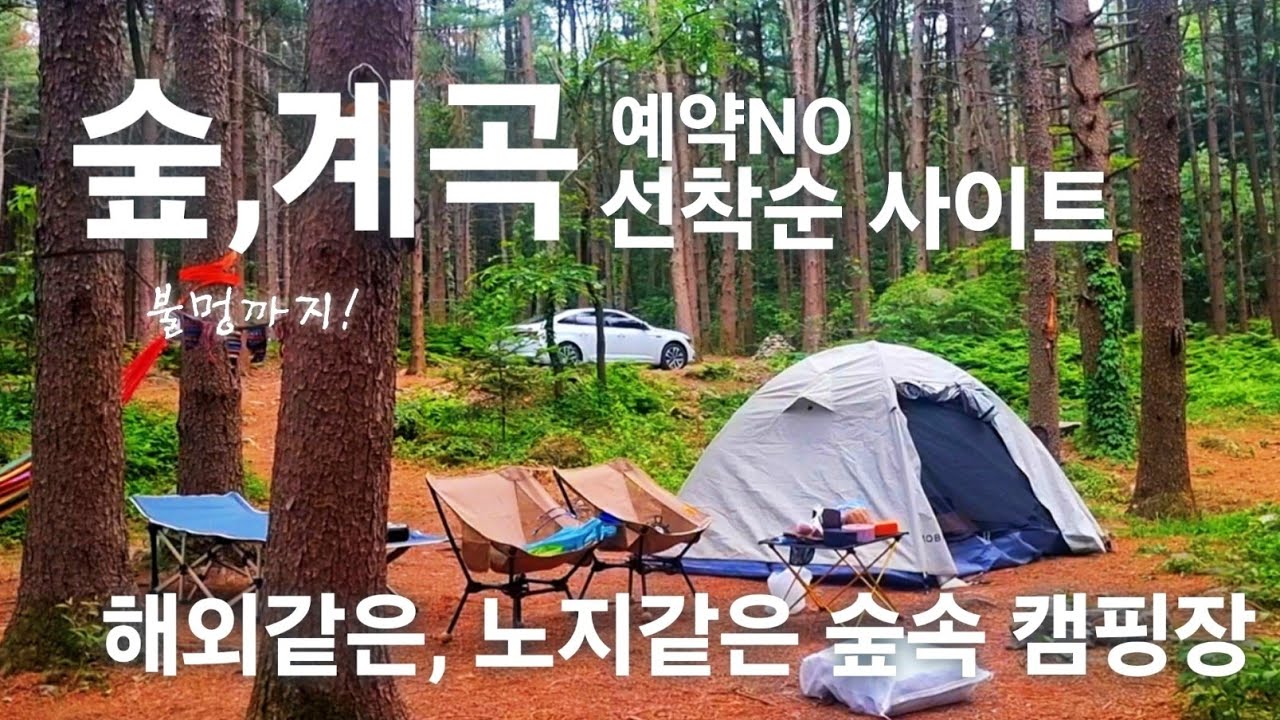 서울 근교 선착순/계곡이 있는 해외같은 노지 명당자리는 여기/ 잣나무숲에서 불멍도 가능?