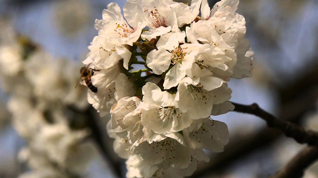 Ciliegi in fiore
