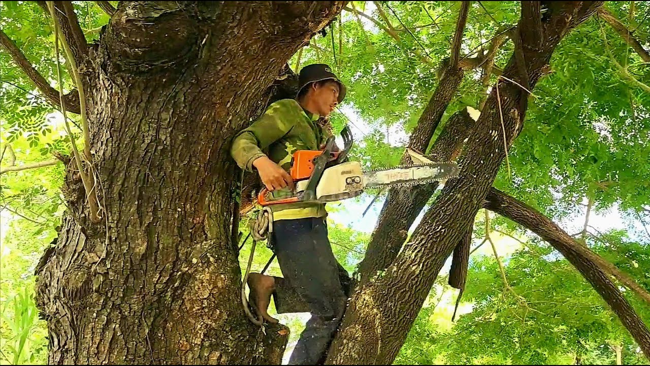 Cưa cây Còng siêu khủng ngã ra lộ xe / Sawing down a giant tree that fell onto the road | T972