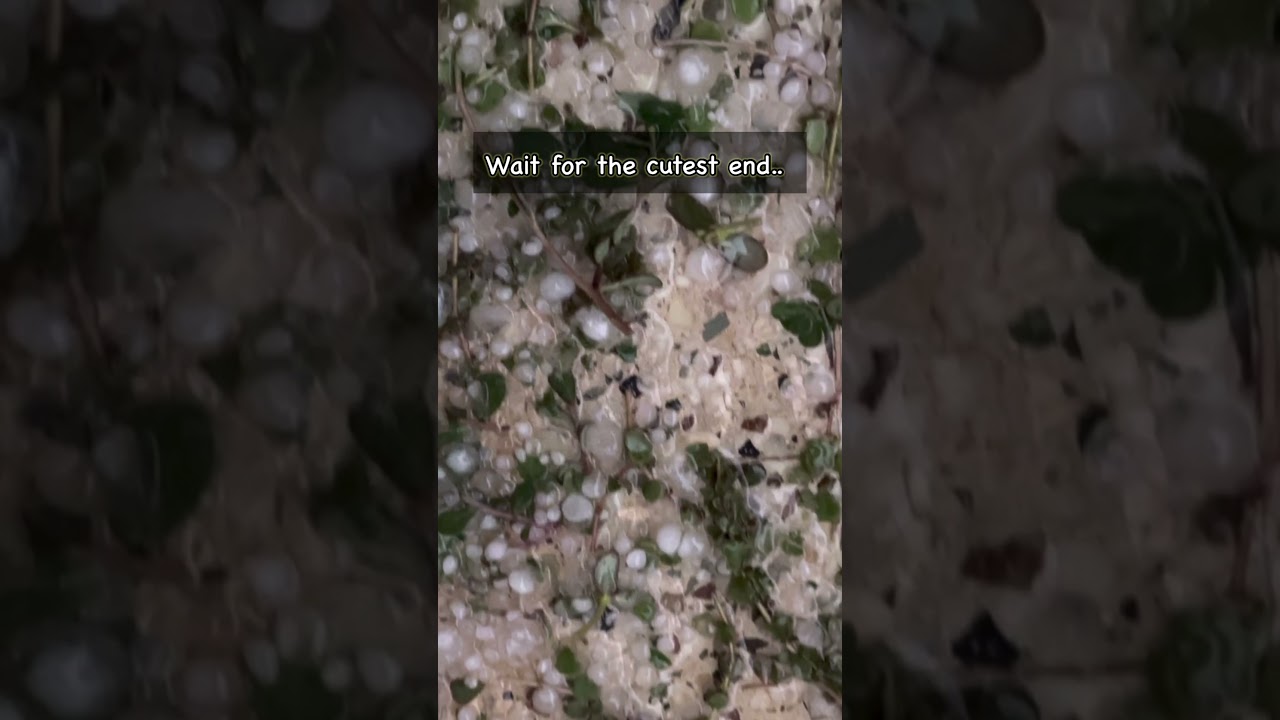 Wait for it 💃❤️ Bengaluru Rains.. #hailstone #hailstorm #Bengaluru #Love
