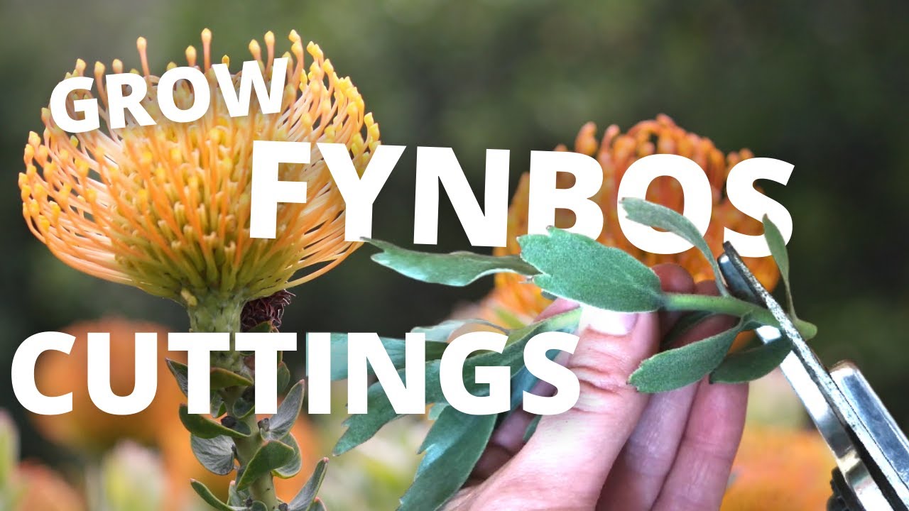 Growing Protea Cuttings Into a Profitable Business
