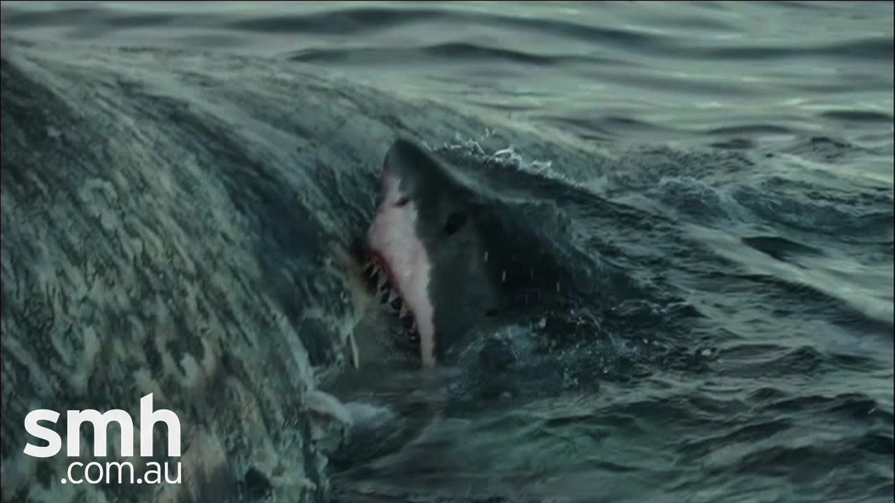 Sharks feast on whale carcass