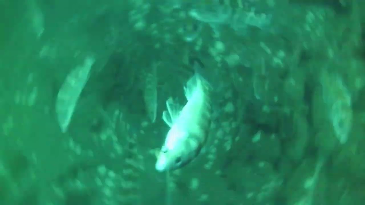 sea bass fishing at the shark river reef a underwater camera view