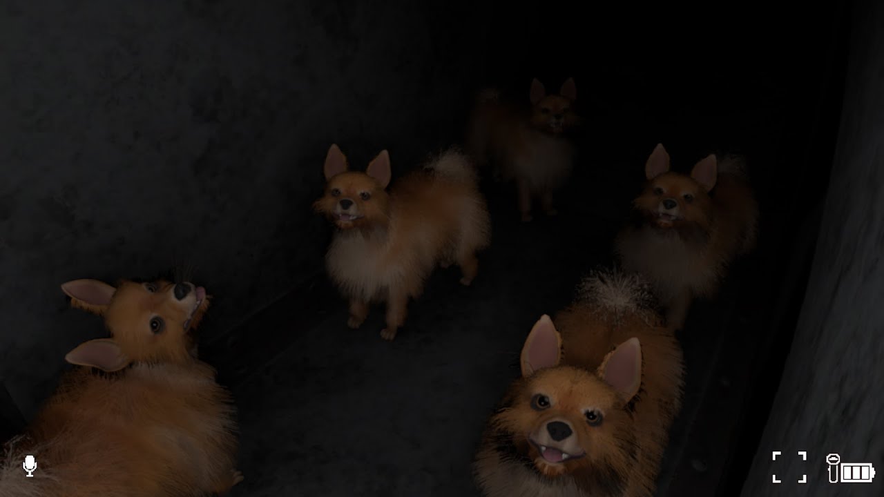 Dog shelter (5 Joeys in the Kidrooms)