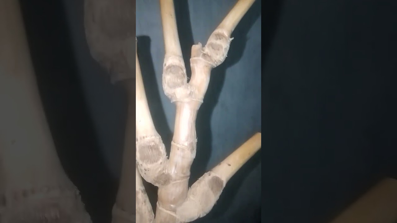 Bambu petuk/bambu unik hasil proses alam yg energinya sangat dahsyat