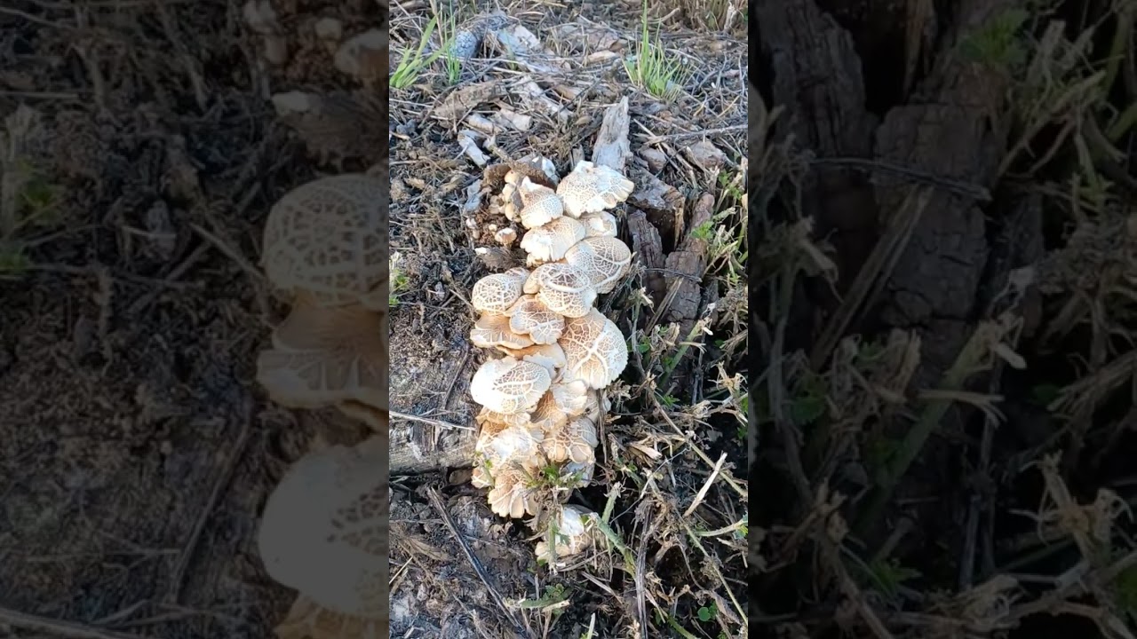 Champignons sur souches de Peupliers