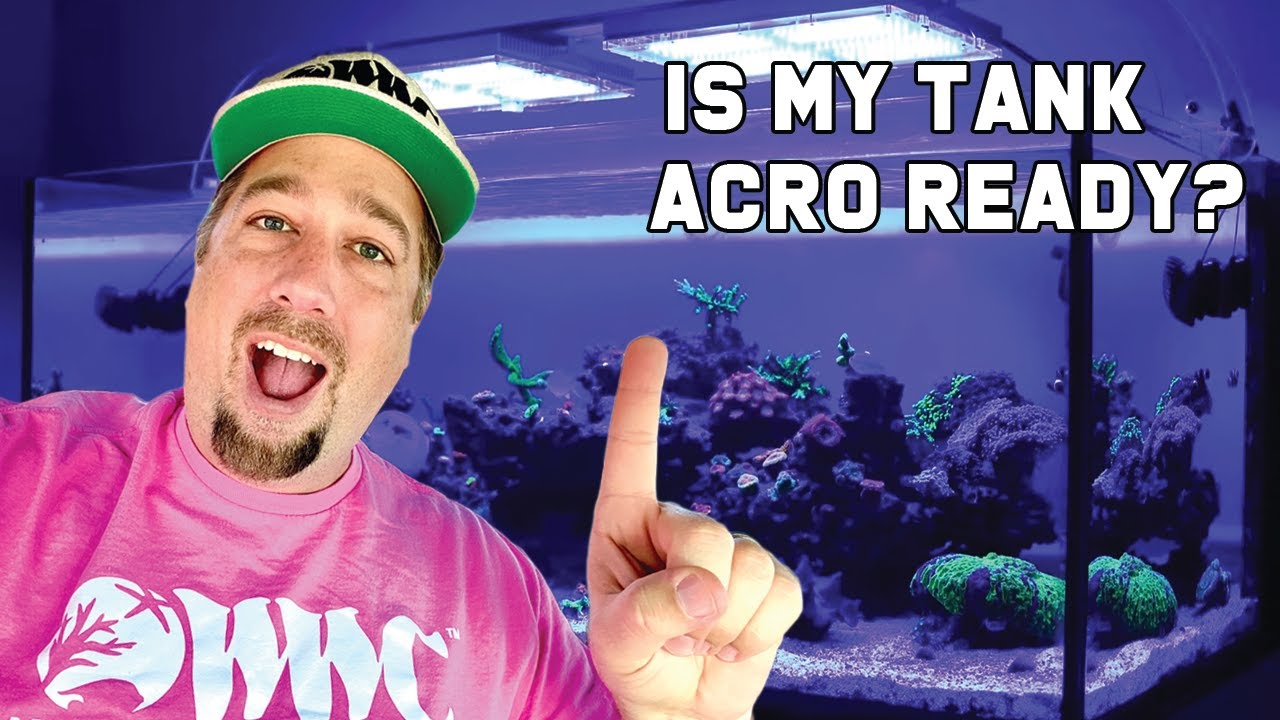 Controlling the FLOW with YOUR VOICE!  The SICCE XSTREAM SDC POWER HEADS in my ELOS 200 gallon tank