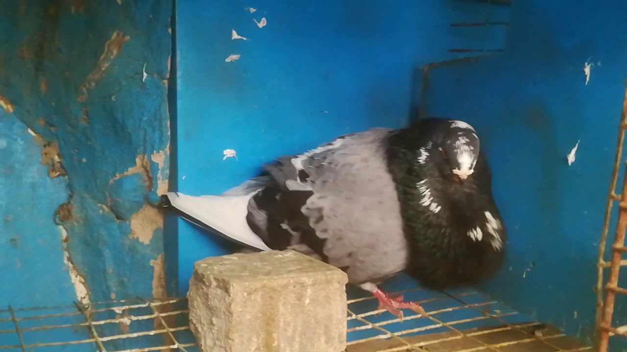 Palomo buchón canario unos Machos muy fogosos... 👍👍👌👌🇮🇨🇮🇨