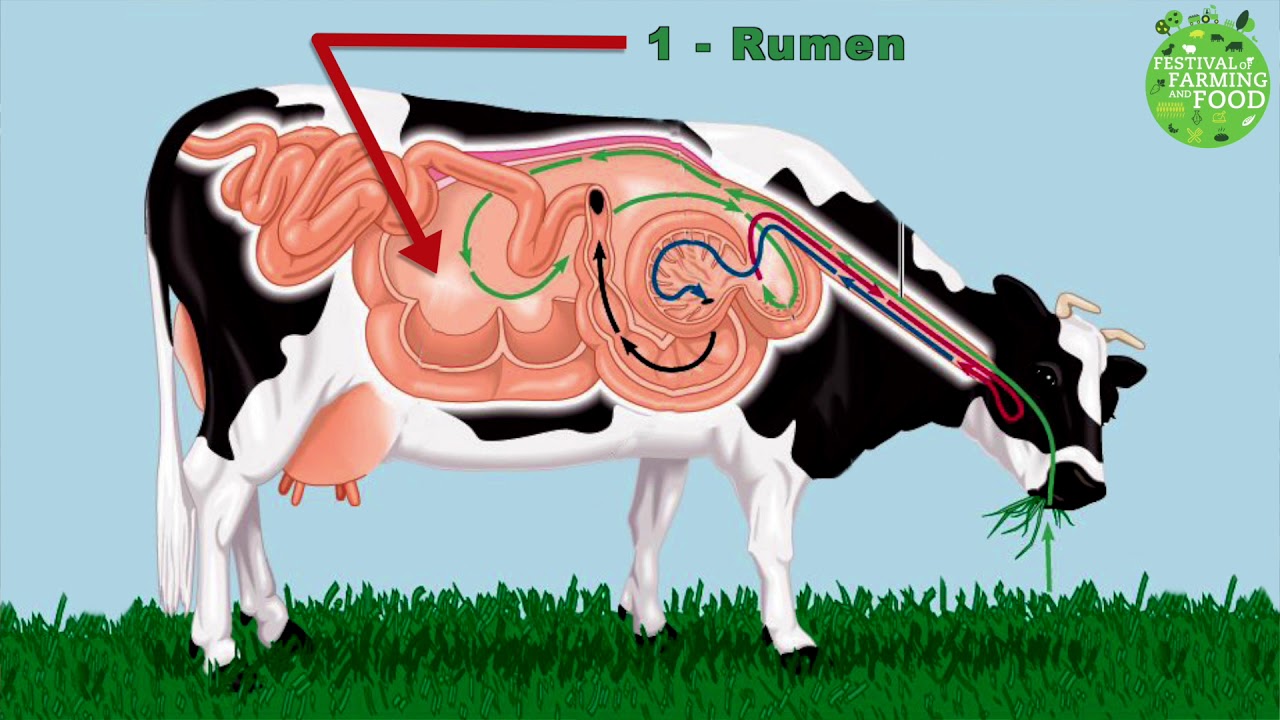how do cows turn grass into milk