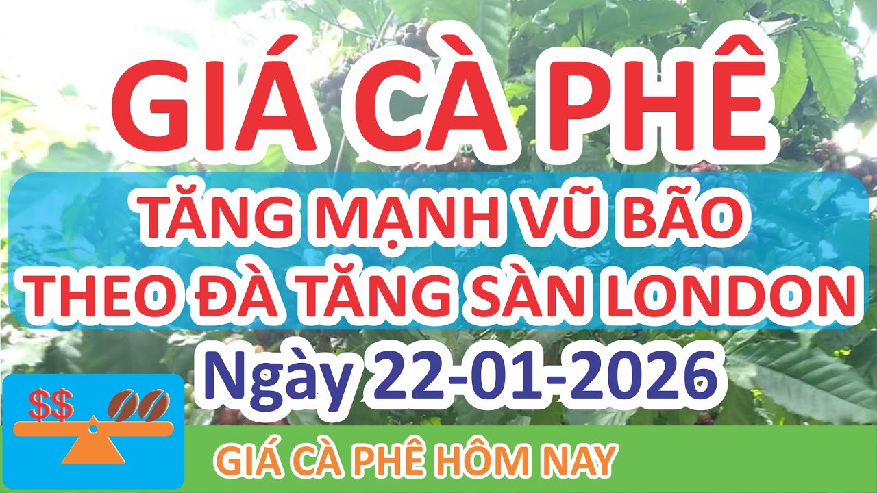 Giá cà phê hôm nay ngày 22/01/2026 | Giá Cà Phê Tăng Mạnh Nóng Phi Mã Vũ Bão