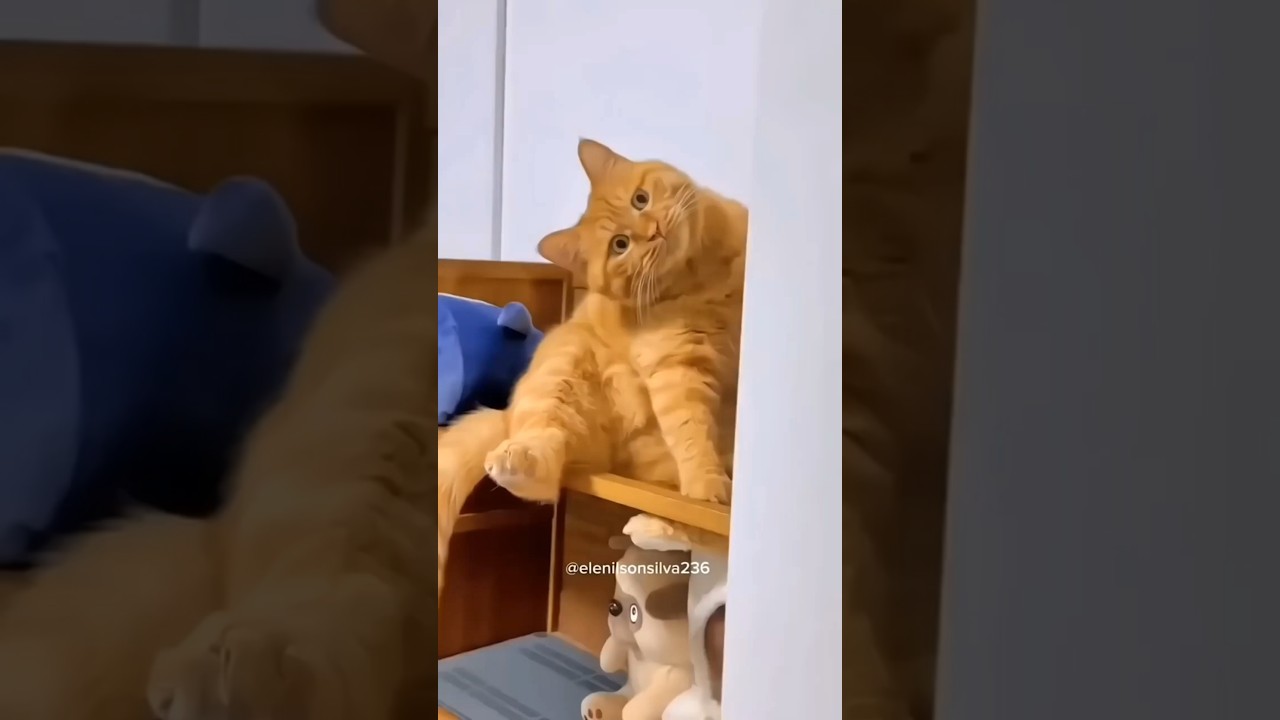 Cat vs Me &mdash; who won the size battle? 😹🐱#cat #catvideos #funny #youtubeshorts #shorts #comedy