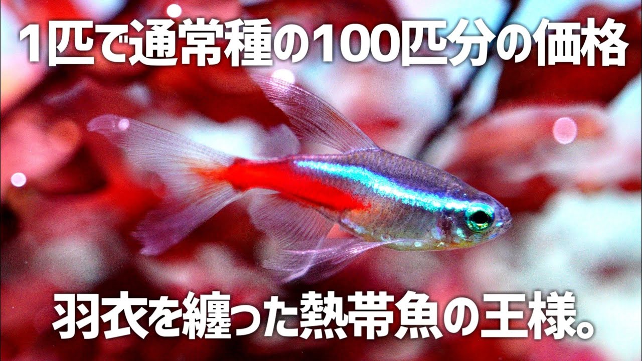 1年と半年間探し続けたレアな小型美魚をようやく入手できました。#307【アクアリウム】