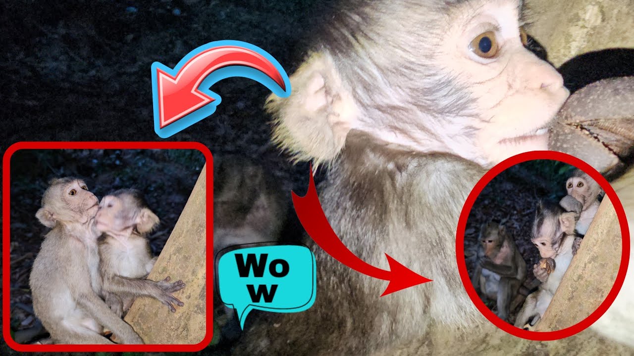 baby monkey weaning tantrums