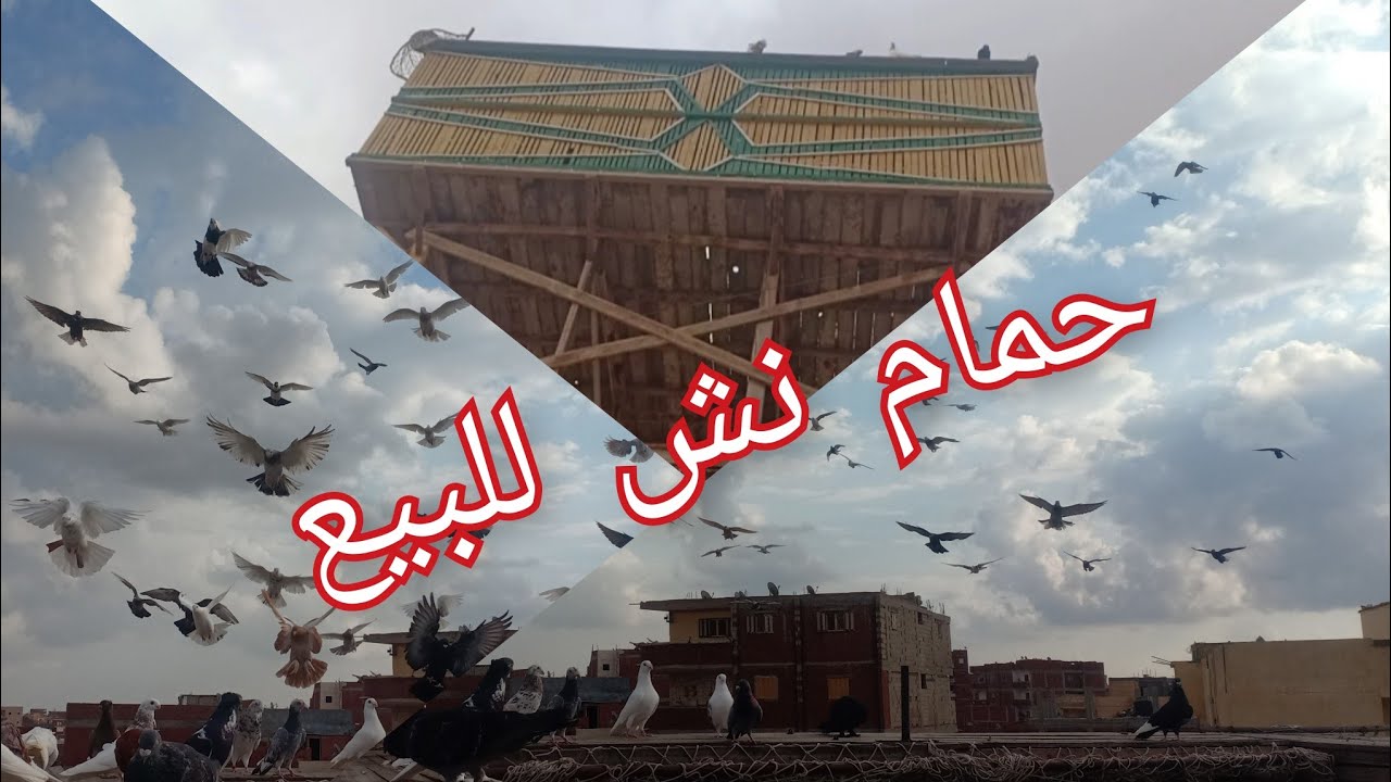حمام نش للبيع جامد ( 80)دكر((01275354061))# وليد ابو_فارس