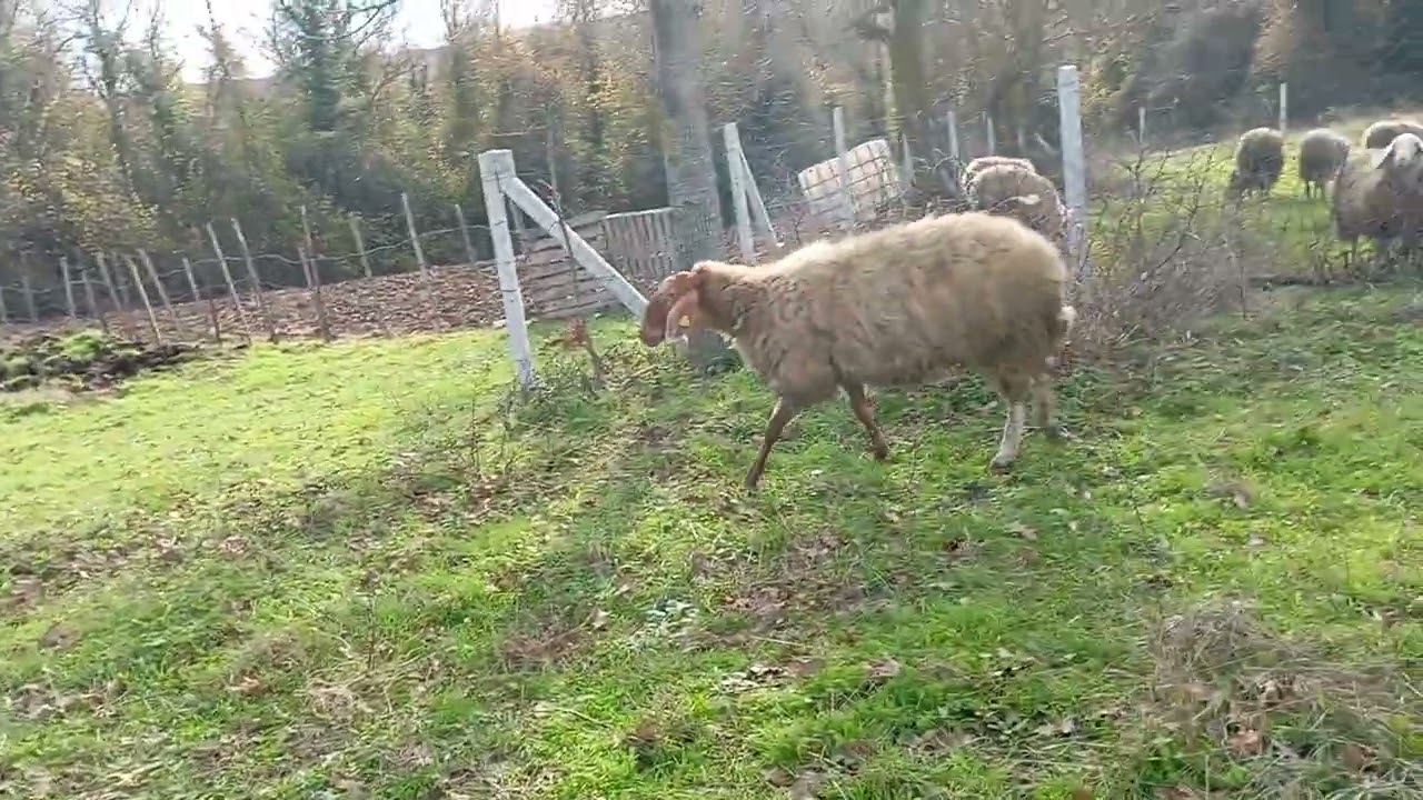 Mutlu Hayvanlar otlakiye 