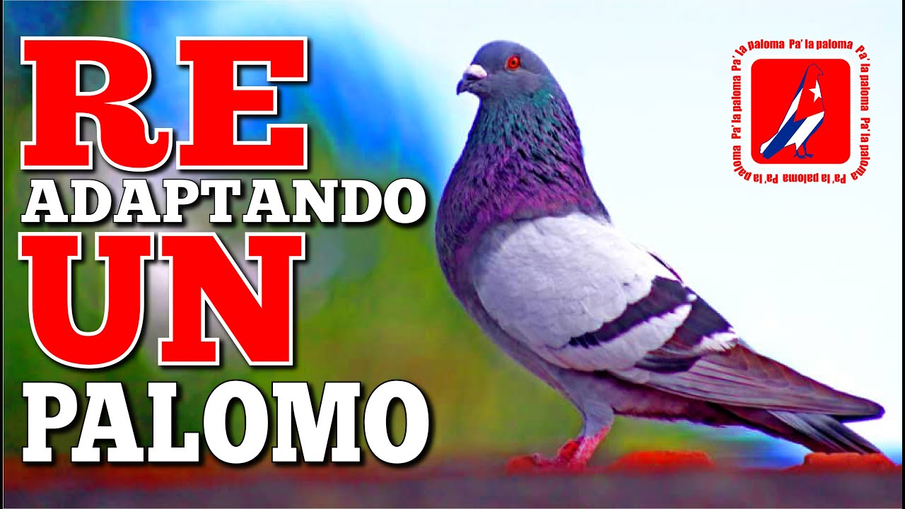 RE-ADAPTANDO UN PALOMO DE CONQUISTA.