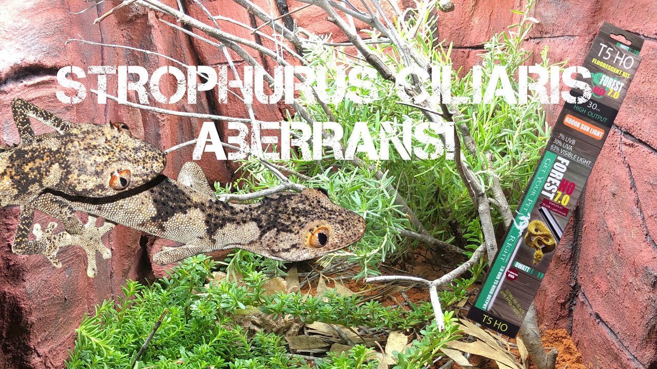 The ULTIMATE Australian ARID Bioactive build! ~ Spiny Tailed Geckos - Strophurus ciliarus aberrans