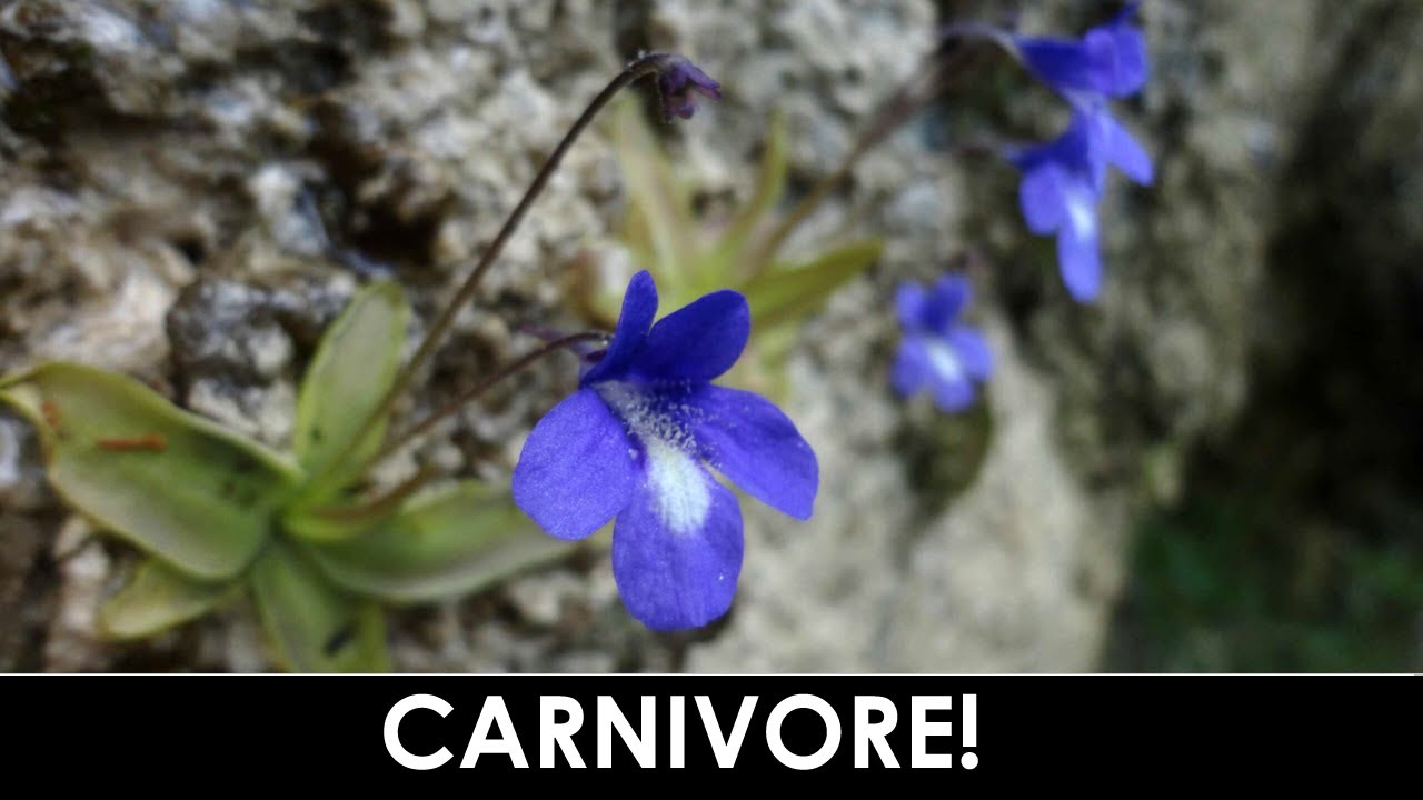 DIVINA FLORA - Pinguicula mariae