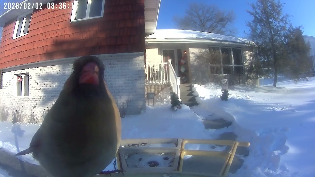 Daily Birdwatching - Netvue Birdfy Birdfeeder Cam - February 2, 2026