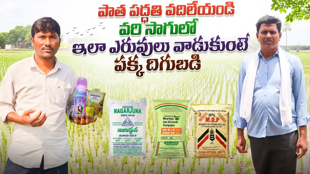 వరి సాగు ఇలా చేస్తే 30-40క్వింటాళ్ల దిగుబడి #మొదటి దఫా#2వ దఫా#3వ దఫా|ఎరువులు ఇంత మొత్తంలో చాలు