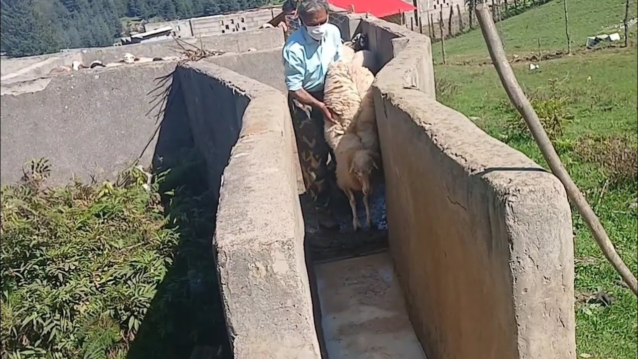 Disinfecting sheep after migration