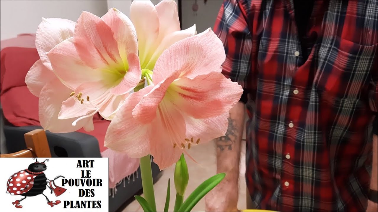 Jardinage d intérieur:  Comment forcer la floraison d un bulbe d'amaryllis en intérieur (Forçage)