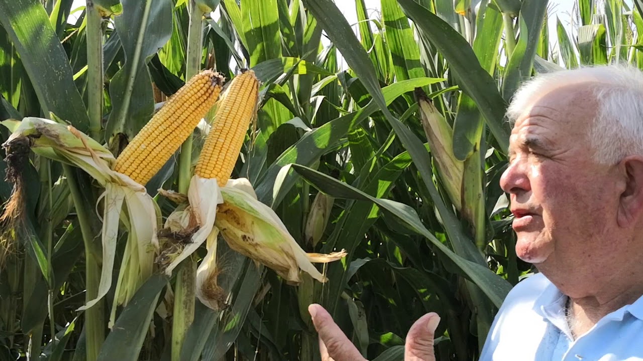 Mais da trinciato eccezionale con l'impianto a goccia del Consorzio Agrario Cremona