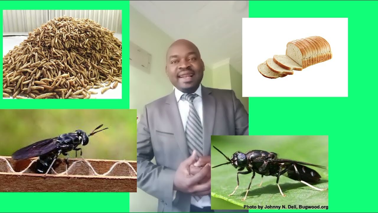 BLACK SOLDIER FLY