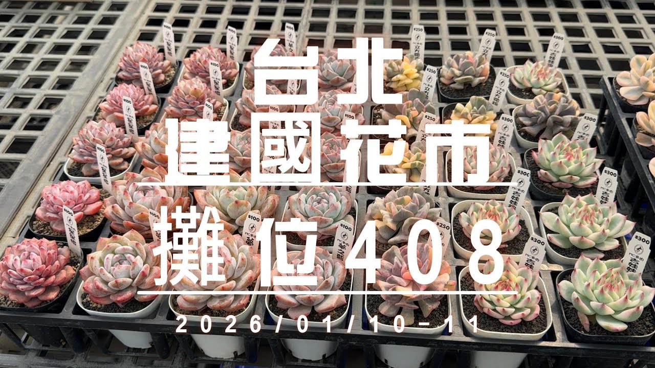 2026/01/10-11台北建國花市408擺攤~MC來台北  【 MC多肉園 】MC Succulent plant Vlog#gd #台北