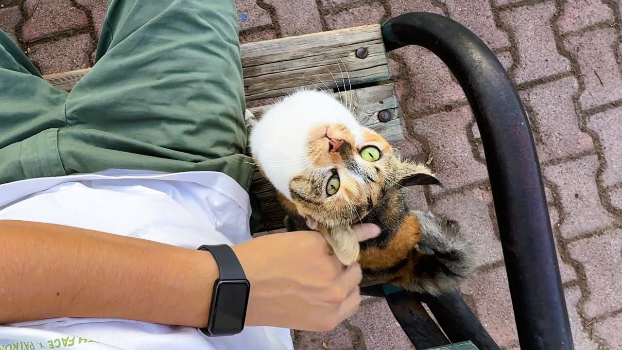 Meeting a Sweet Calico Cat for the First Time