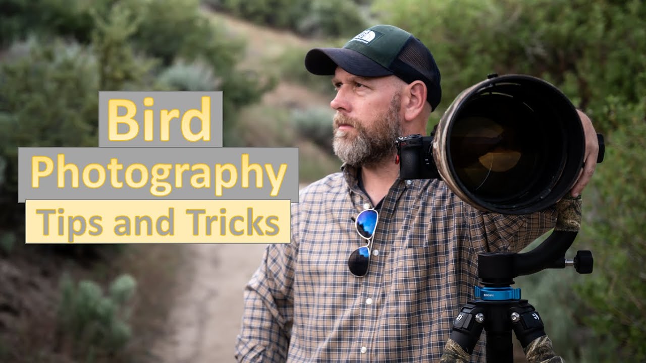 Советы и рекомендации по фотосъёмке птиц! Фотографируем мелких птиц на Nikon Z6II с объективом 60...