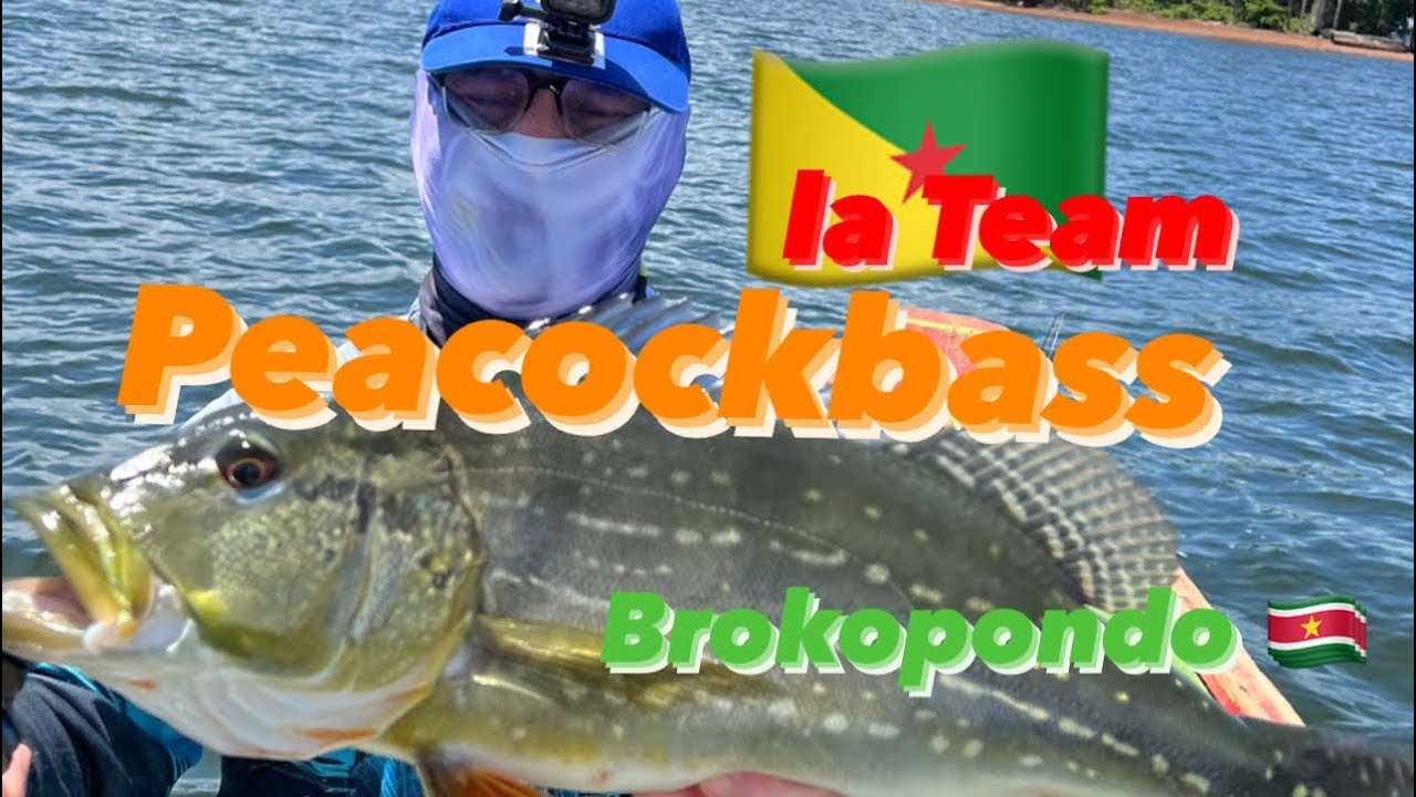 Pêche en Guyane. Tucunaré a Brokopondo avec la TEAM 🇬🇫
